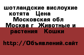 шотландские вислоухие котята › Цена ­ 7 000 - Московская обл., Москва г. Животные и растения » Кошки   
